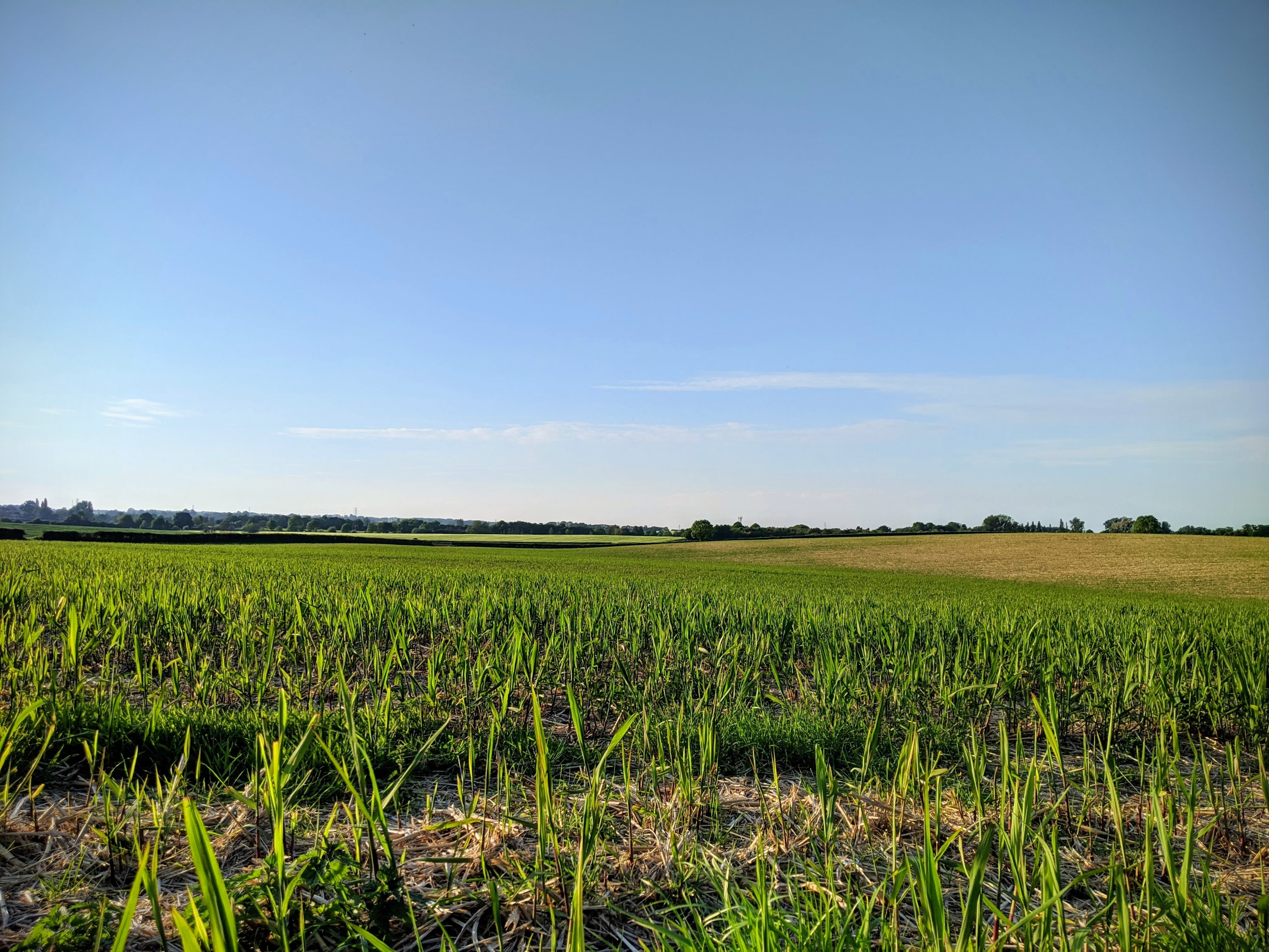 green grass field under blue sky during daytime